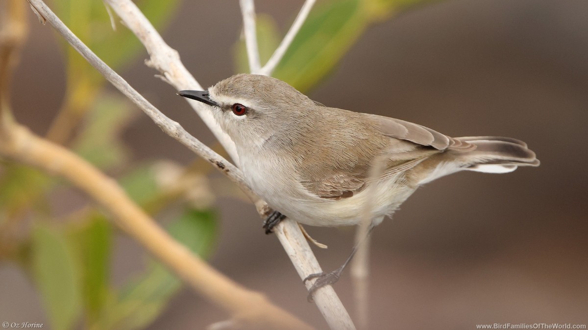 Mangrove Gerygone - ML637097777