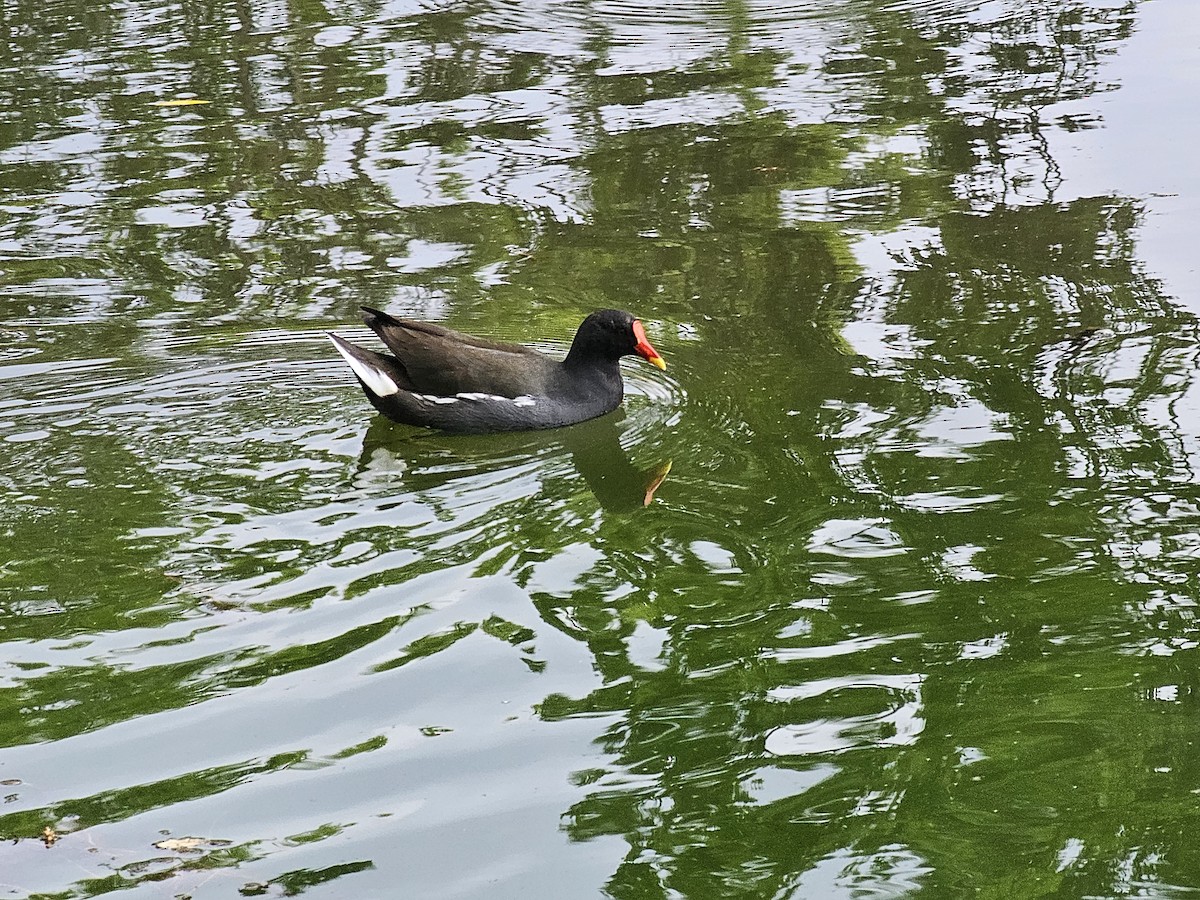 Eurasian Moorhen - ML637097786