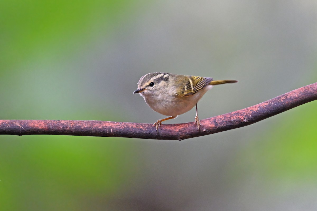 Sichuan Leaf Warbler - ML637097791