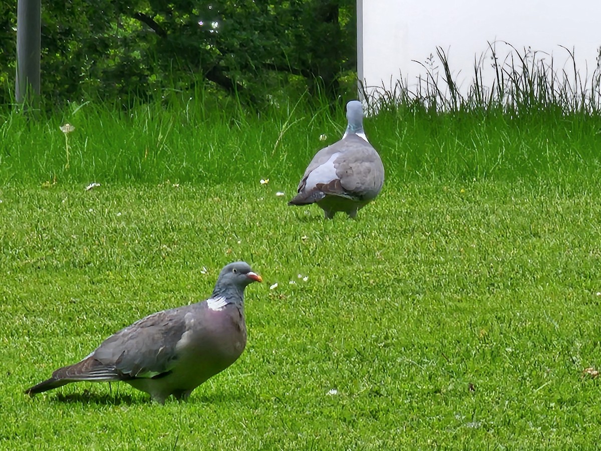 Common Wood-Pigeon - ML637097805