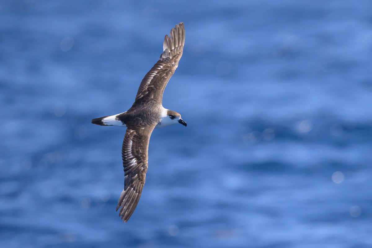 Black-capped Petrel (White-faced) - ML637097840