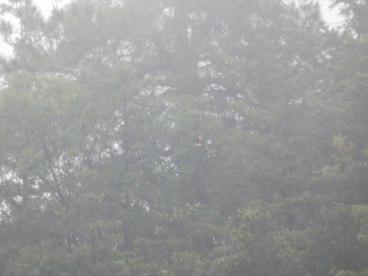 Brown-rumped Minivet - ML637097850