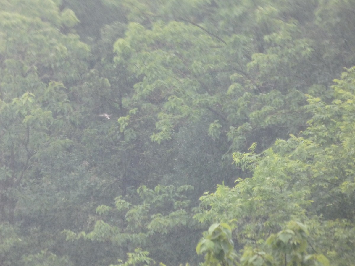 Brown-rumped Minivet - ML637097851