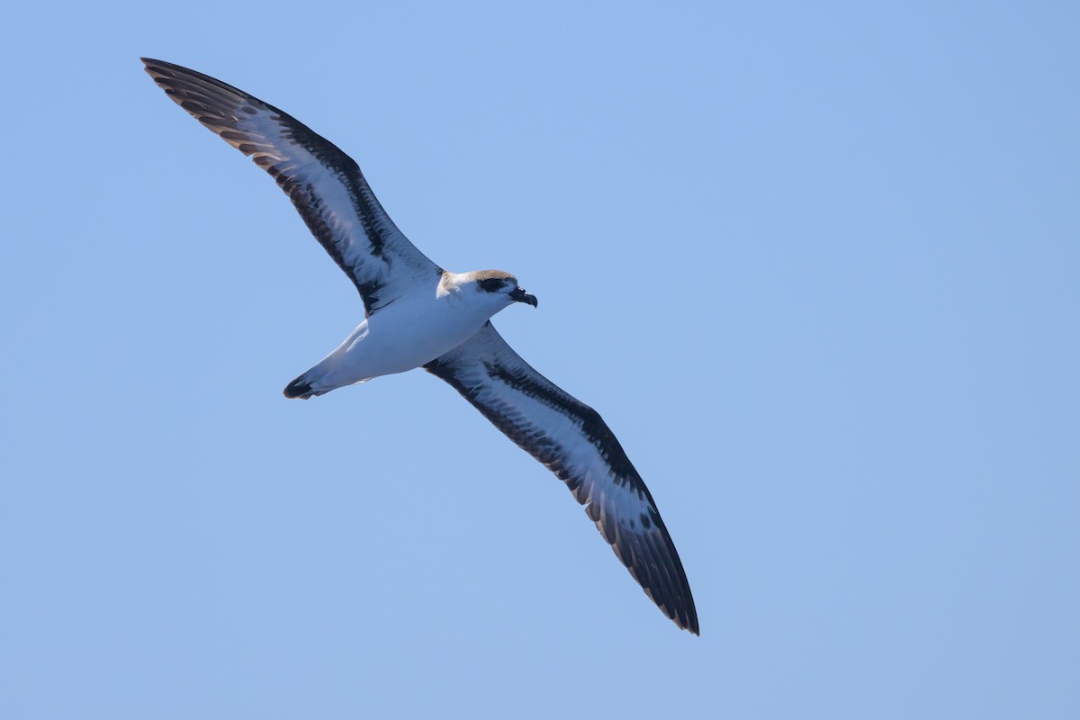 Black-capped Petrel (White-faced) - ML637097862