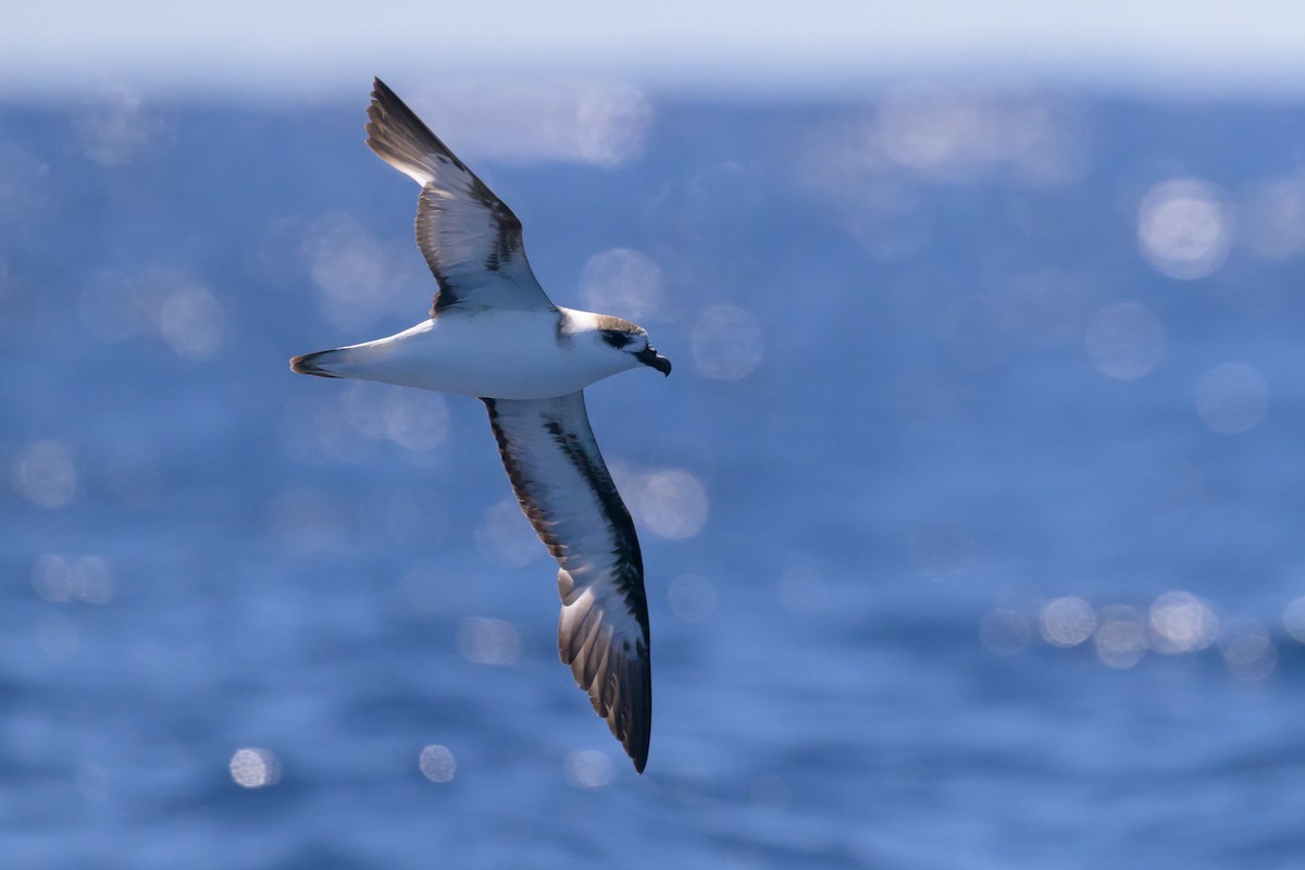 Black-capped Petrel (White-faced) - ML637097896