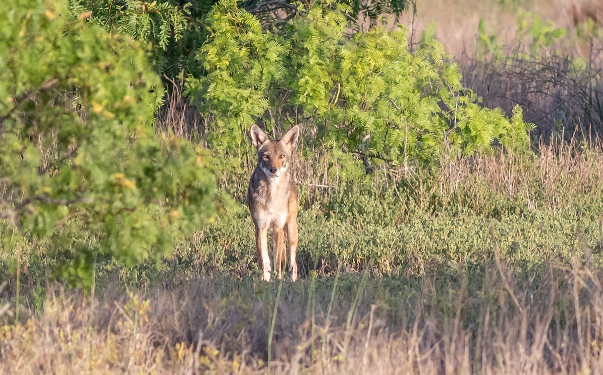 Animals - ML637097921