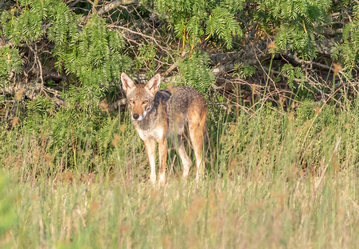 Animals - ML637097922