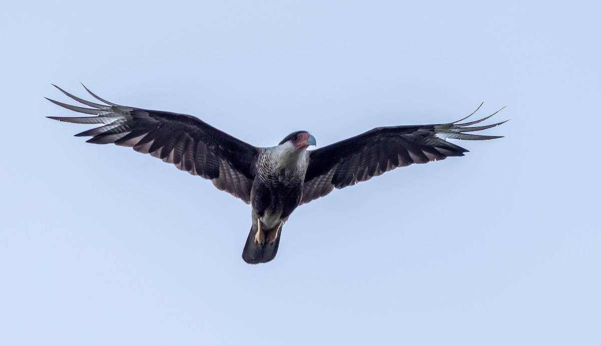 Crested Caracara - ML637097928