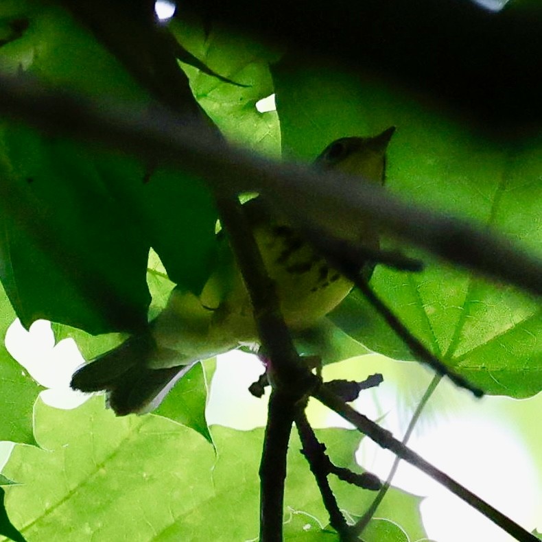 Canada Warbler - ML637097939