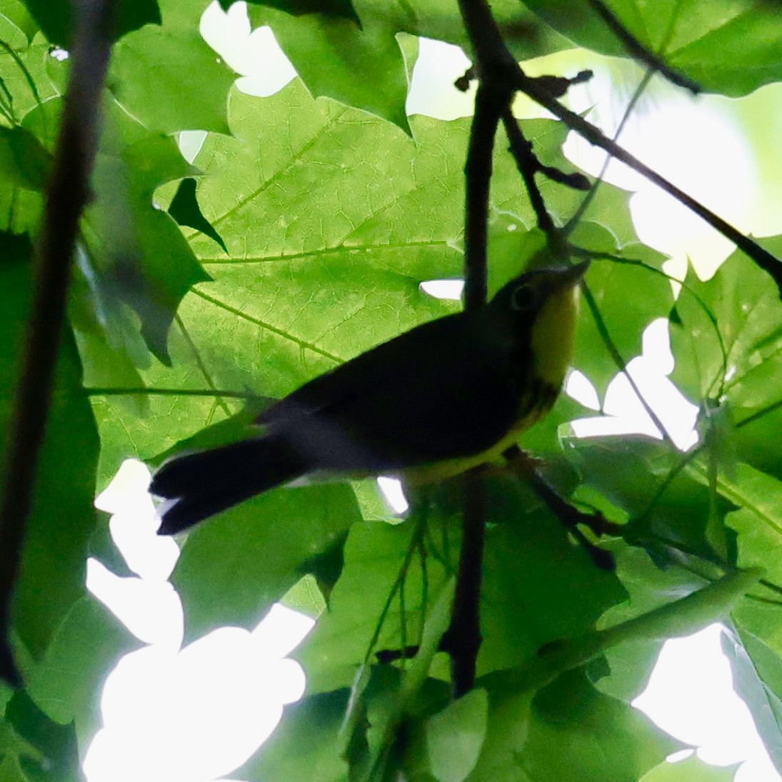 Canada Warbler - ML637097940