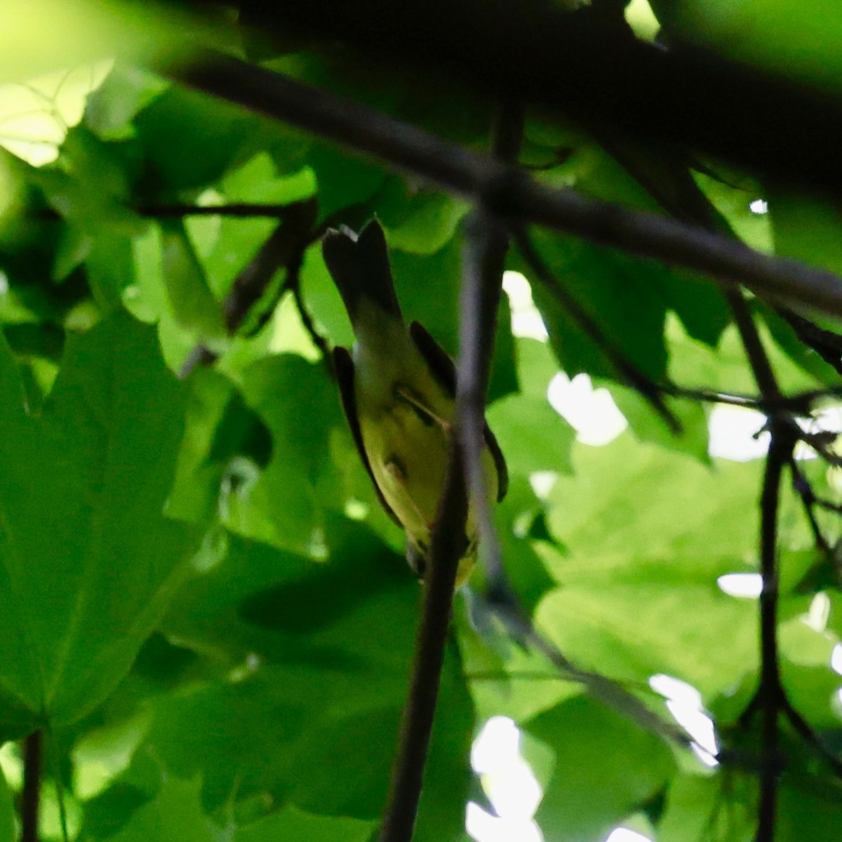 Canada Warbler - ML637097941