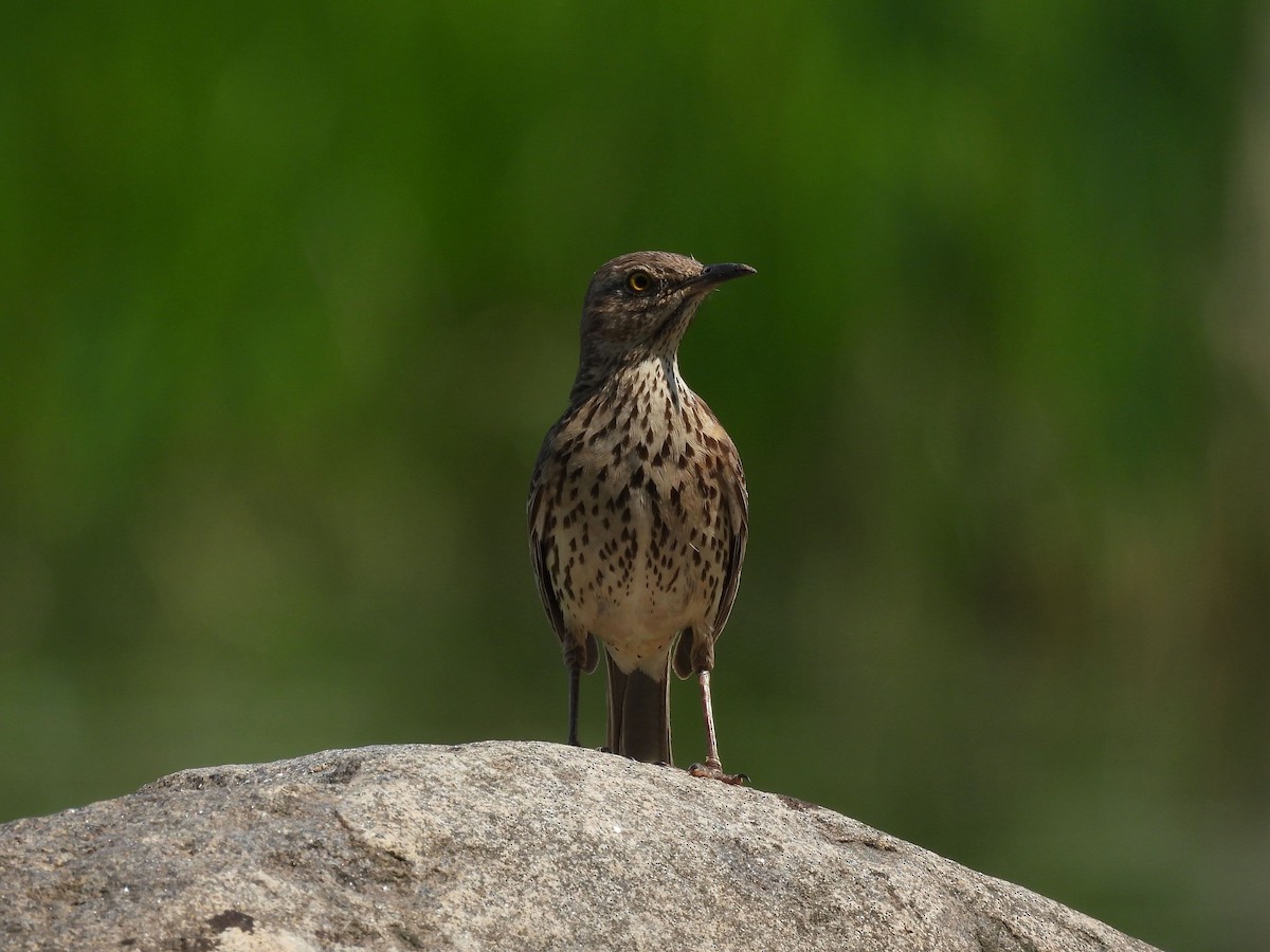 Sage Thrasher - ML637098004