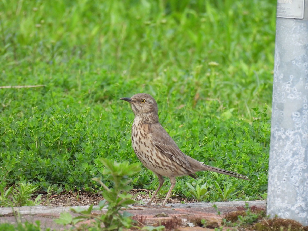 Sage Thrasher - ML637098005