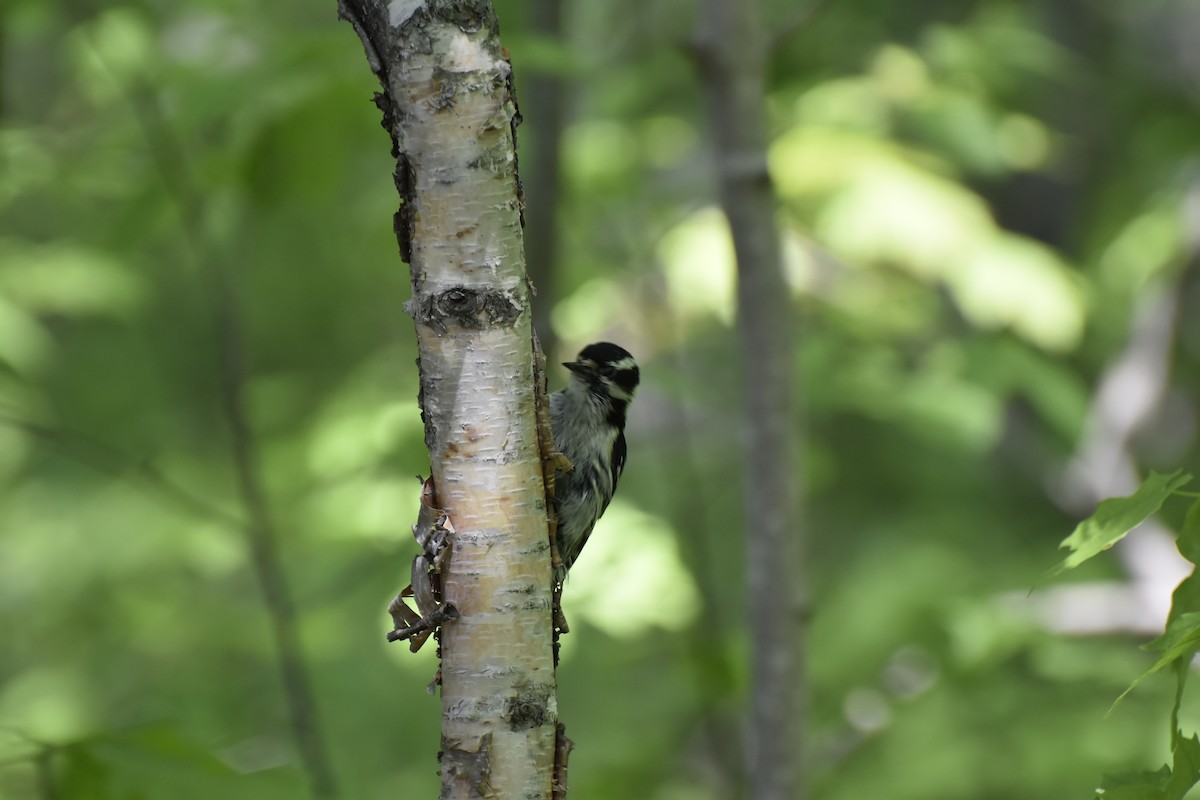 Downy/Hairy Woodpecker - ML637098062