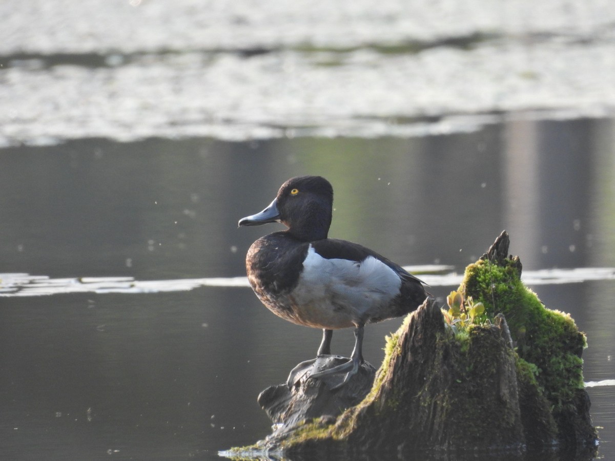 Ring-necked Duck - ML637098194