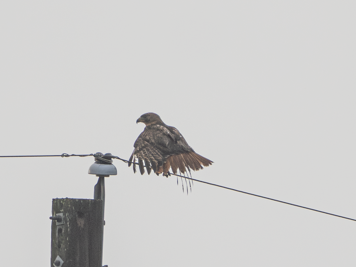 Rotschwanzbussard - ML637098226