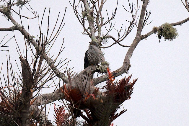 Himalayan Cuckoo - ML637098234