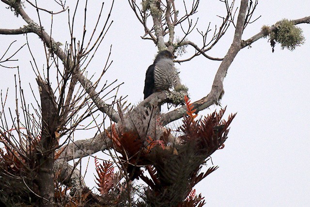 Himalayan Cuckoo - ML637098235
