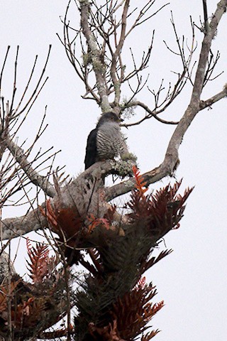Himalayan Cuckoo - ML637098236