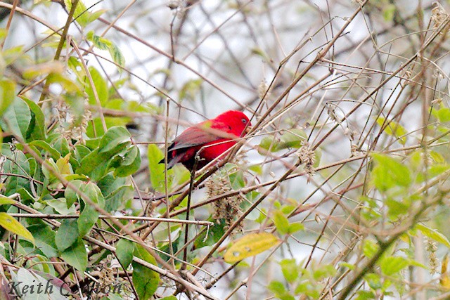 Scarlet Finch - ML637098305