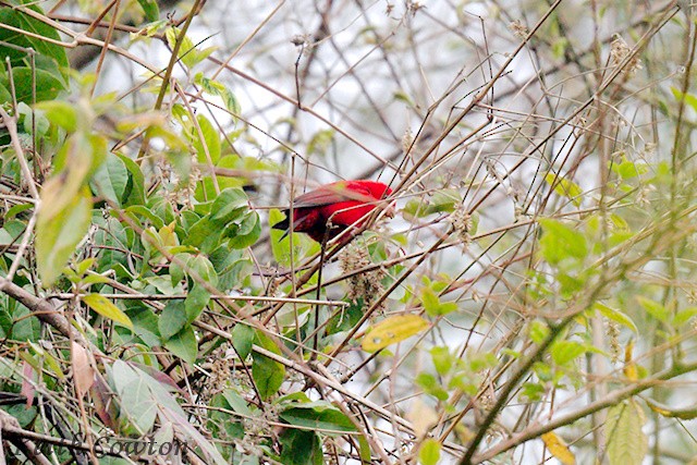 Scarlet Finch - ML637098306