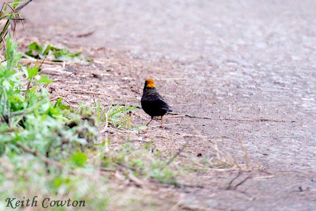 Gold-naped Finch - ML637098346