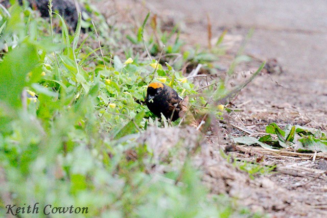 Gold-naped Finch - ML637098347
