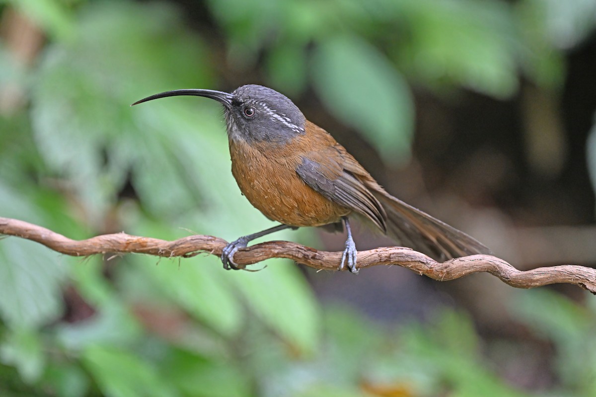 Slender-billed Scimitar-Babbler - ML637098548