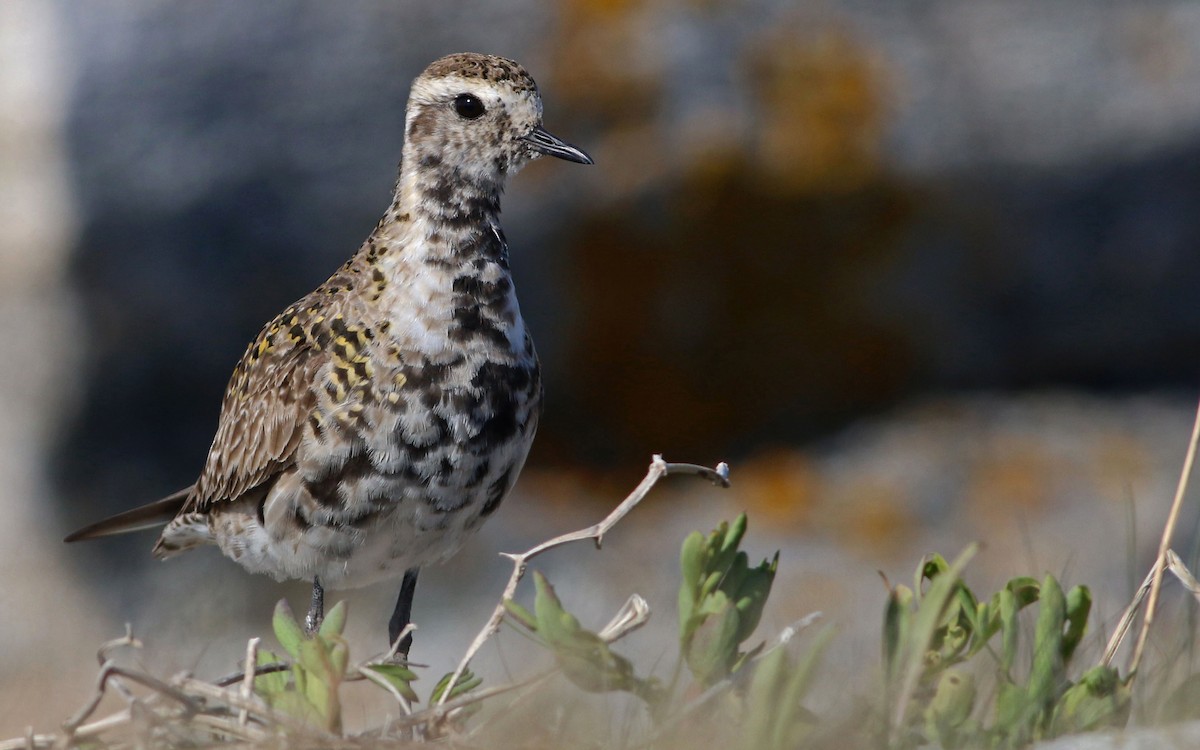 American Golden-Plover - ML63709861