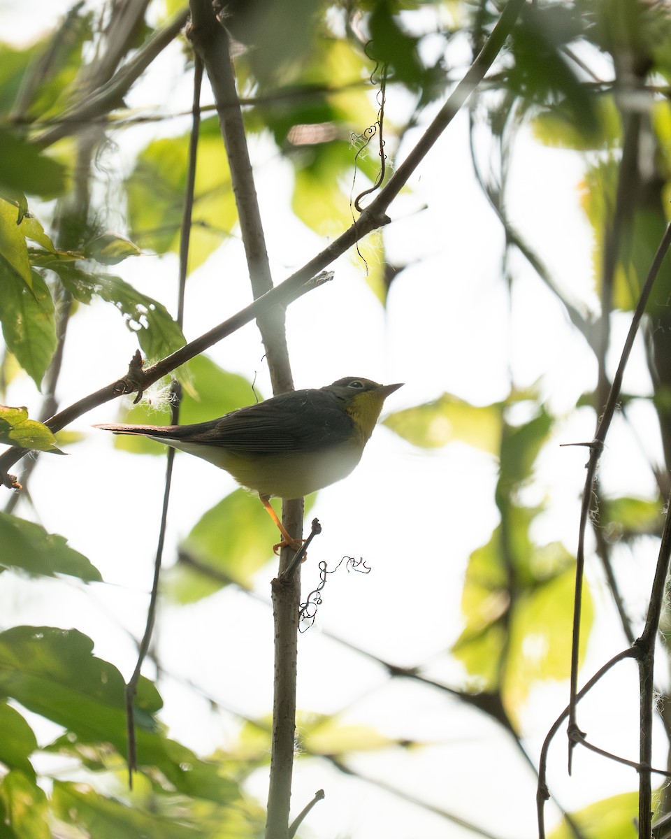 Canada Warbler - ML637098640