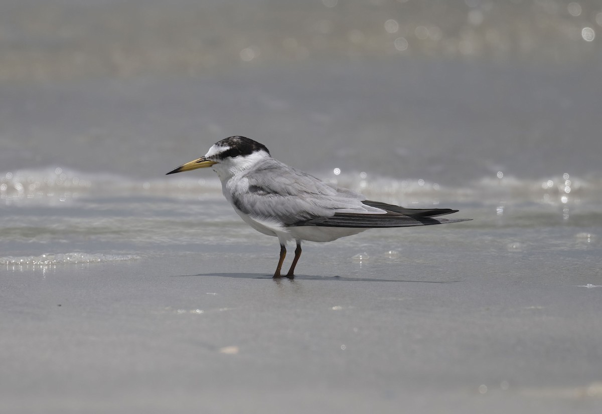 Saunders's Tern - ML637098731