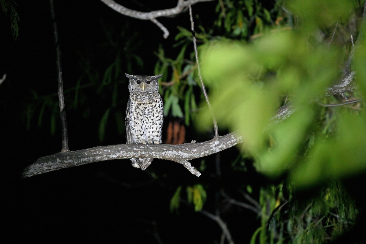 Spot-bellied Eagle-Owl - ML637098736