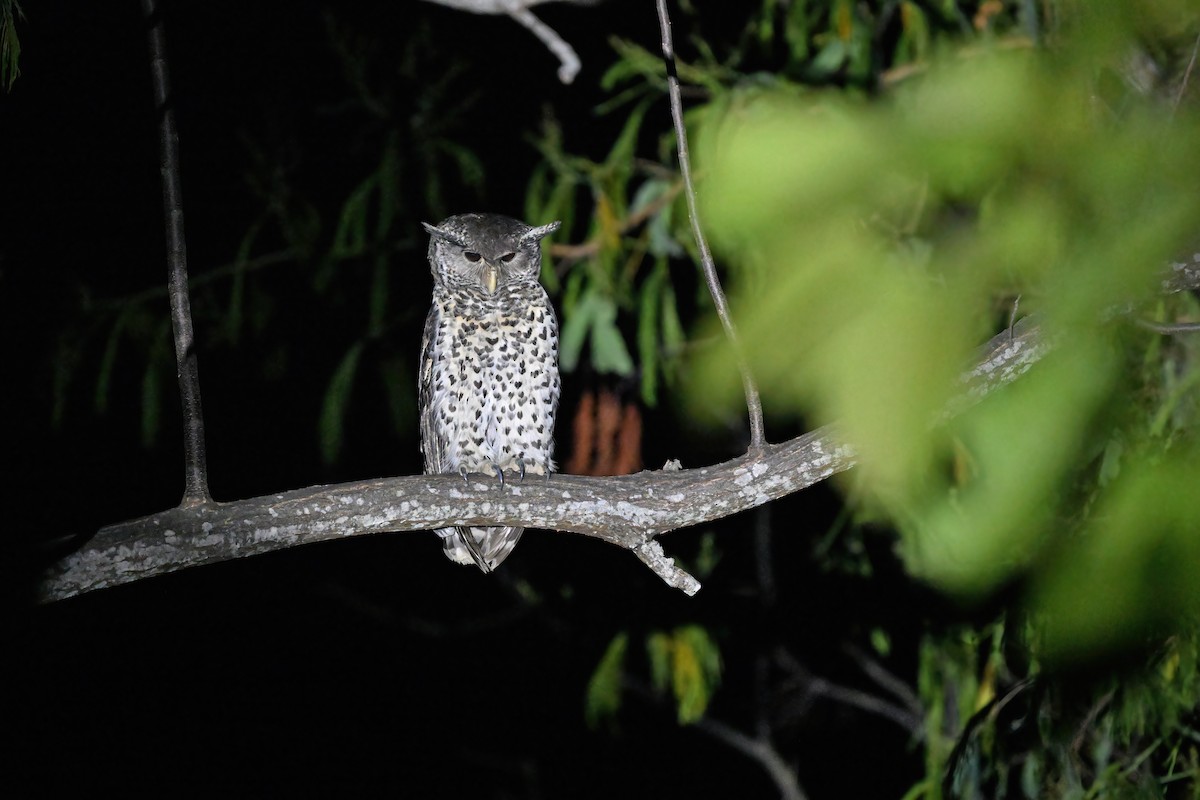 Spot-bellied Eagle-Owl - ML637098737