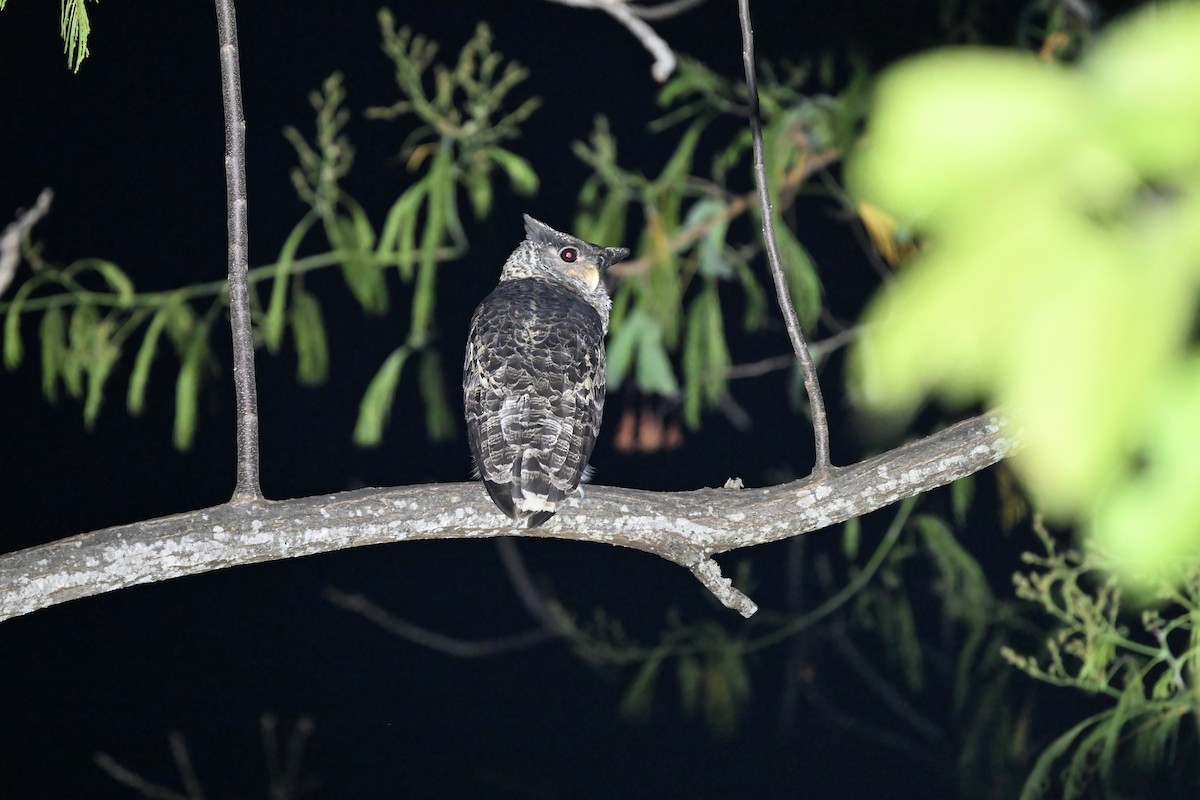 Spot-bellied Eagle-Owl - ML637098738