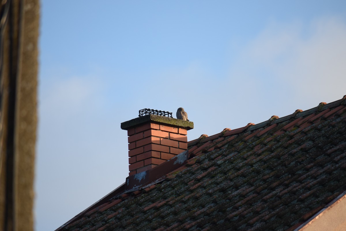 Хотны бүгээхэй - ML637098753