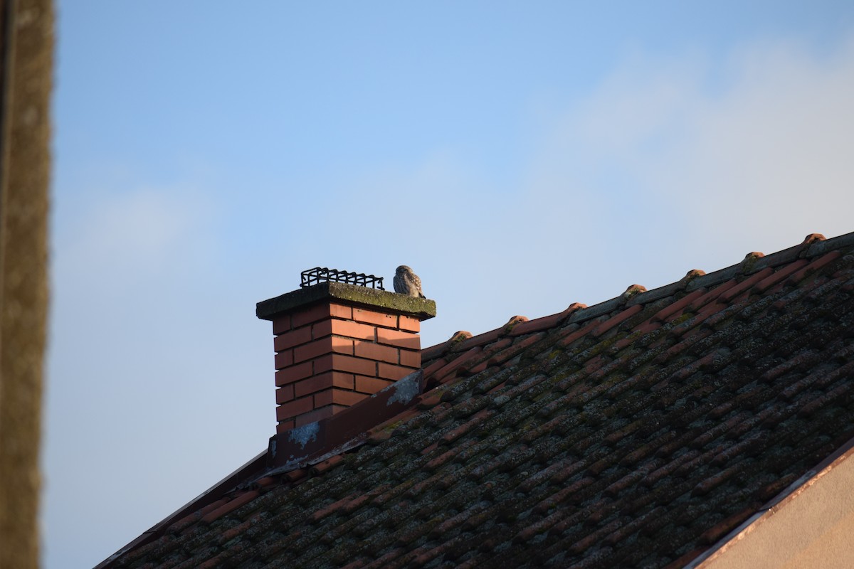 Хотны бүгээхэй - ML637098754