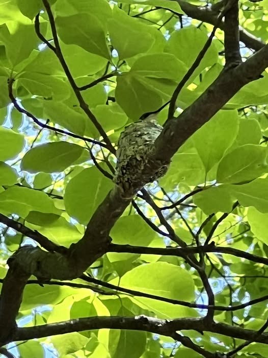 Ruby-throated Hummingbird - ML637098758