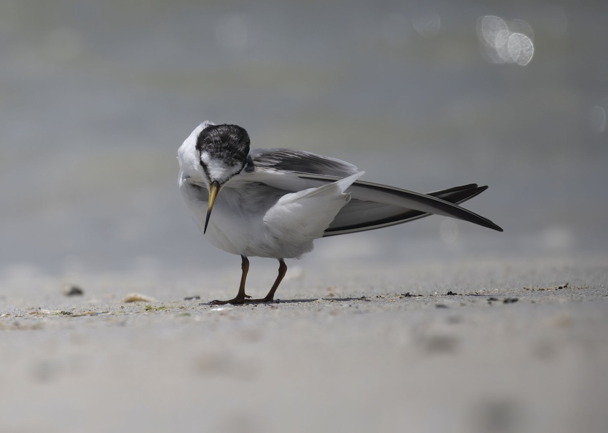 Saunders's Tern - ML637098759