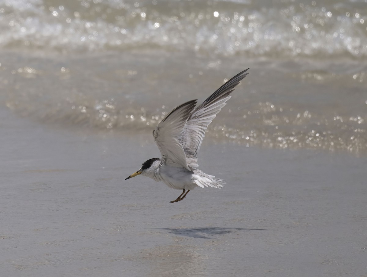 Saunders's Tern - ML637098811
