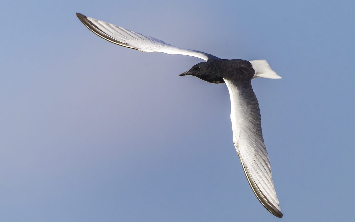 rybák bělokřídlý - ML637098824