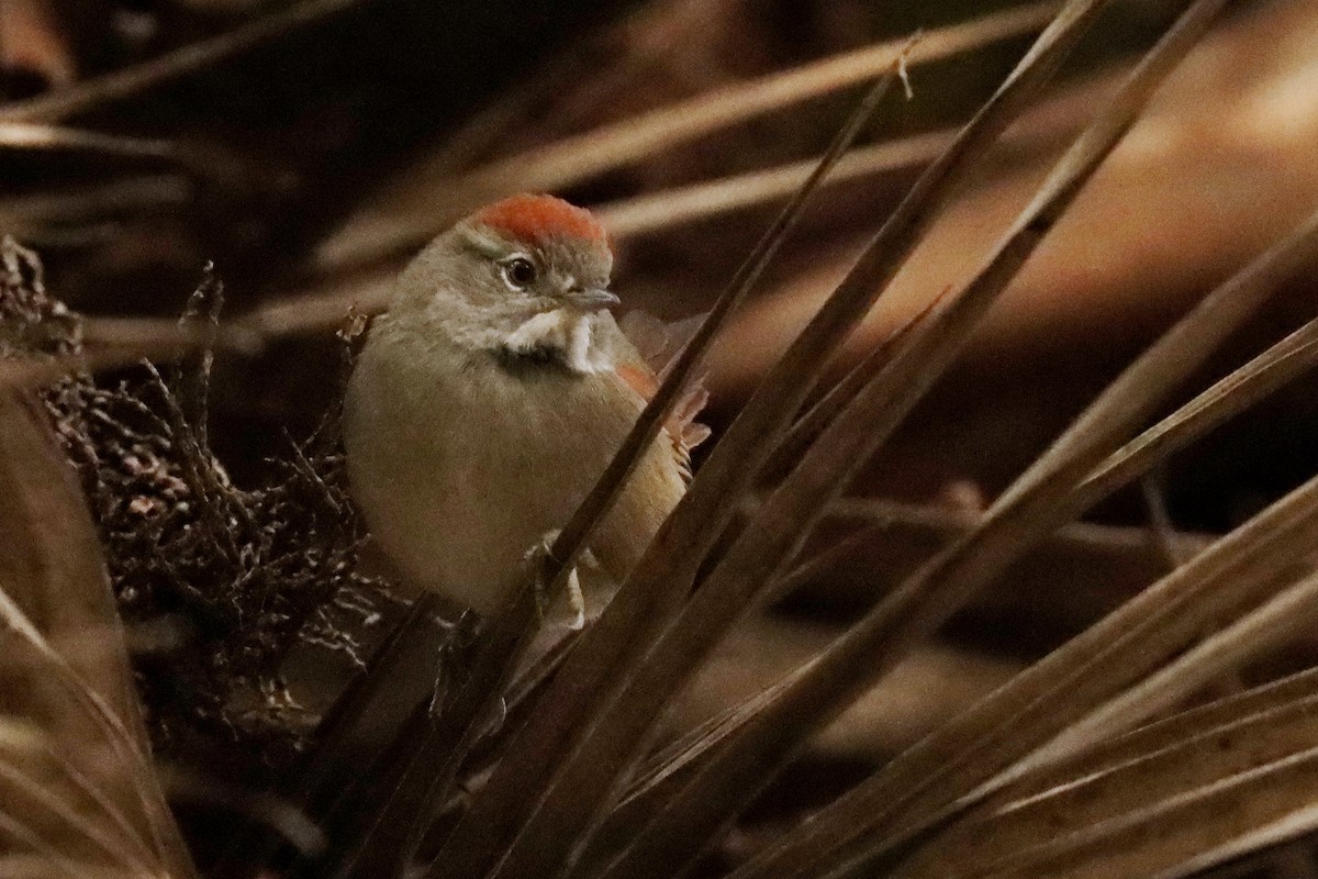 Sooty-fronted Spinetail - ML637098854