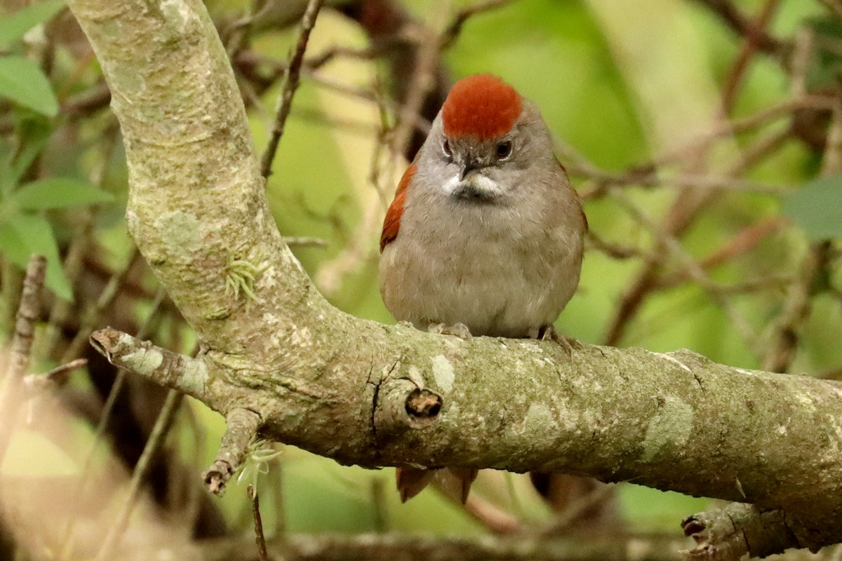 Sooty-fronted Spinetail - ML637098858