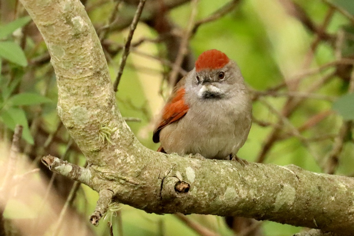 Sooty-fronted Spinetail - ML637098863