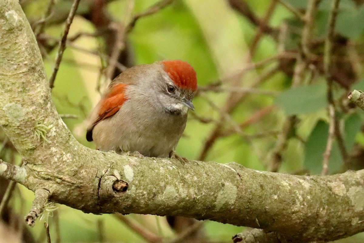 Sooty-fronted Spinetail - ML637098865