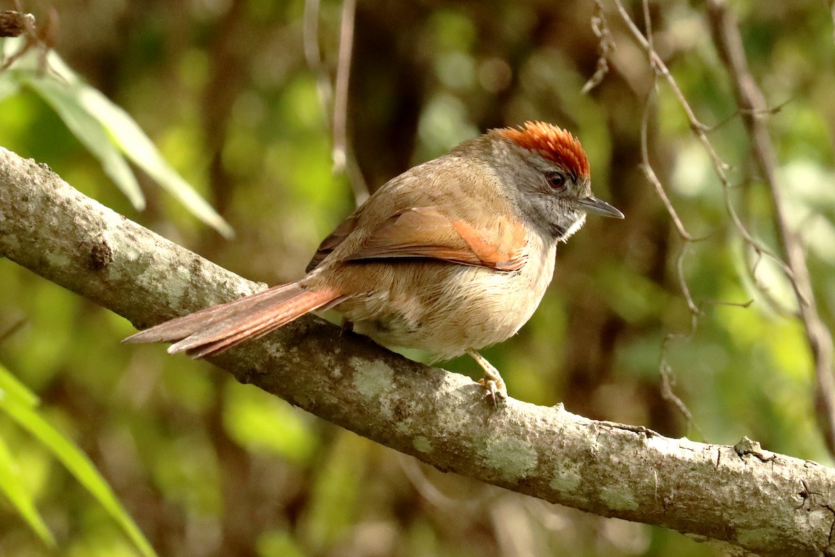 Sooty-fronted Spinetail - ML637098867