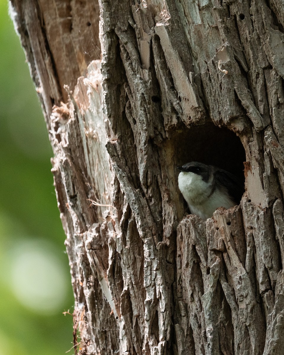 Tree Swallow - ML637098883