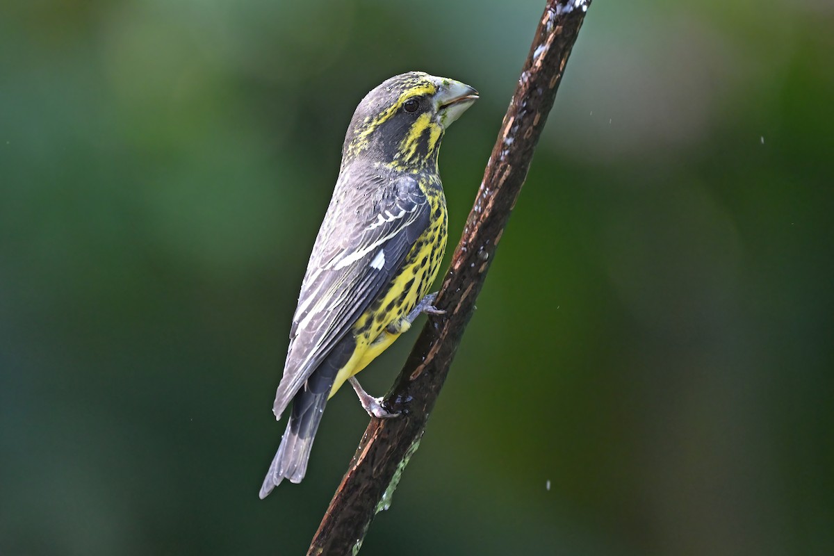 Spot-winged Grosbeak - ML637098893