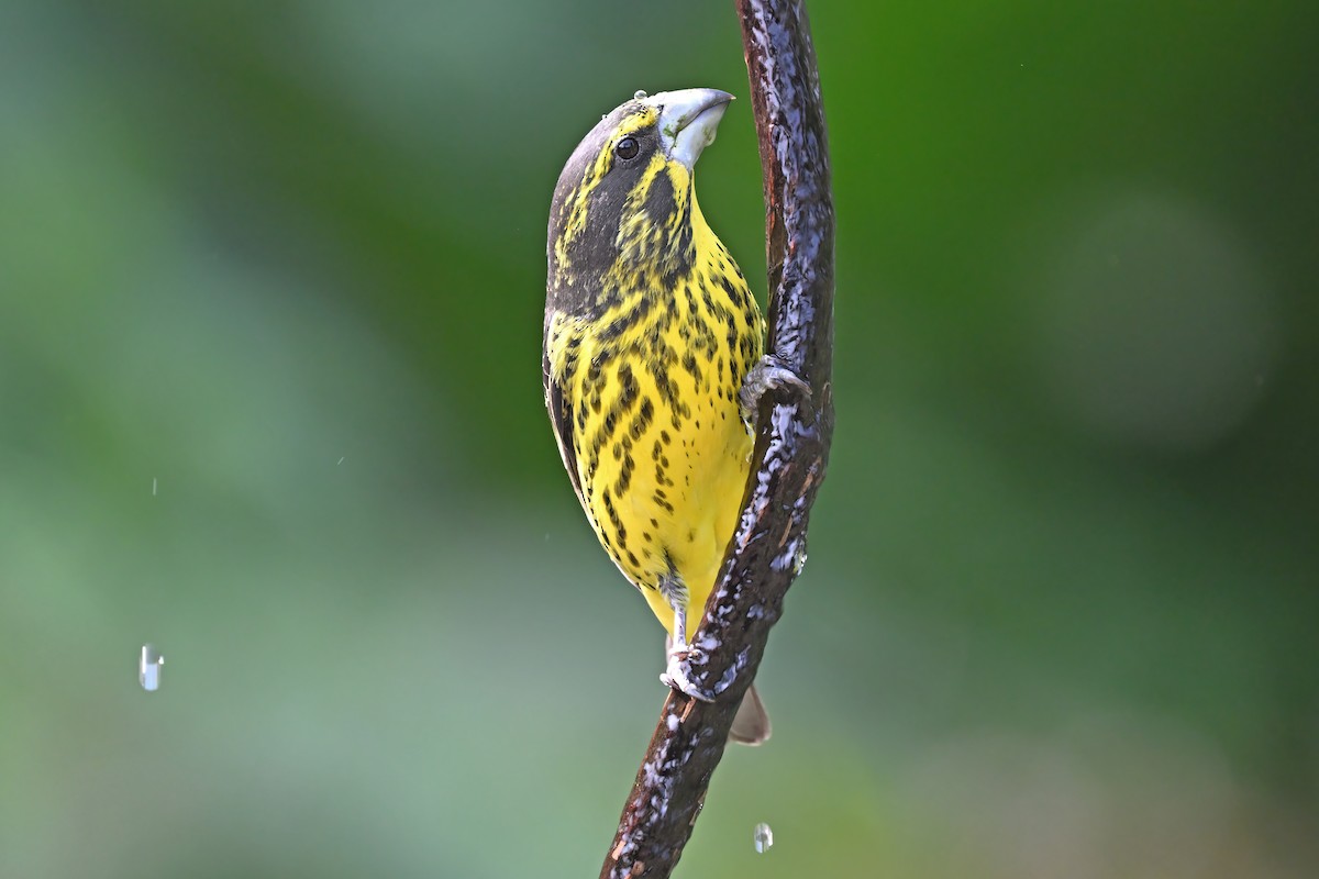 Spot-winged Grosbeak - ML637098894
