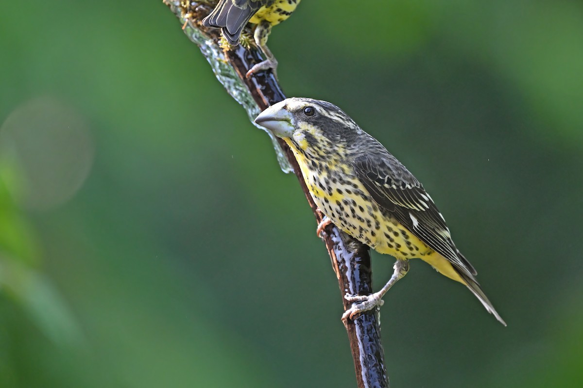 Spot-winged Grosbeak - ML637098895