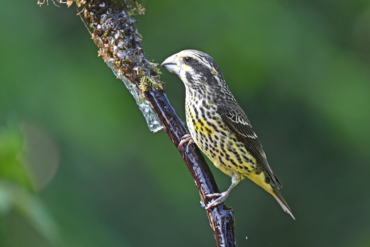 Spot-winged Grosbeak - ML637098896